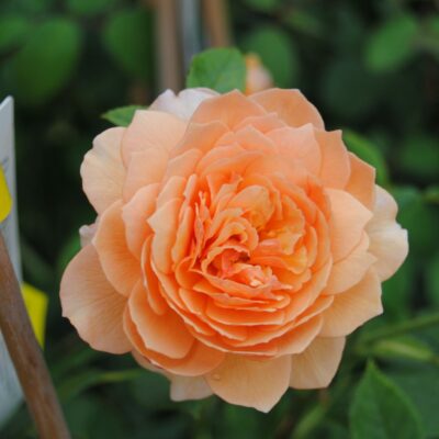 Orange-farbene Rose im Park von Rittergut Remeringhausen