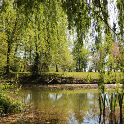 11Der Teich im Lustgarten, im Vordergrund Ranken von einer Trauerweide